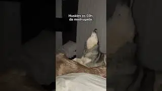 HUSKY UIVANDO DE MADRUGADA!