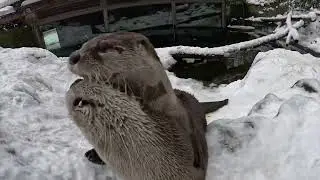 Cute Oregon Zoo Animals Play In The Snow