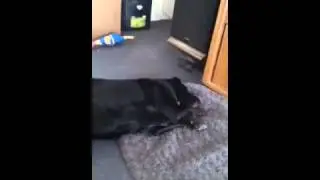Sasha the Crazy Dog