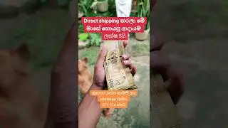 මාසෙට ලක්ෂ 5ක් හොයමුද | E-money sinhala | earn money online | online business #emoney #shorts