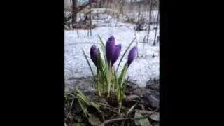 Вот так начинается весна