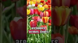 Tulip Time in Paris: A Burst of Color in 60 Seconds