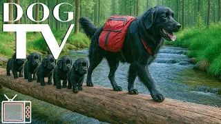 Dog TV for Dogs Left Home Alone 🌲 Virtual Forest Walk with Anti-Anxiety Music to Calm Dogs