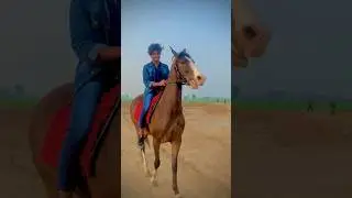 Horse 🐎 Lover ❤️#horselover #virelshorts #falaksher #views #100k