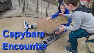 Встреча с капибарой