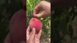 What do peaches do for the body vitamin C