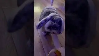 Milo the mini lop bunny trying banana for the first time 🤩