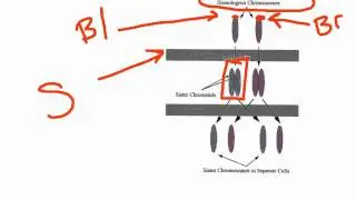 Mitosis Reverse Lecture