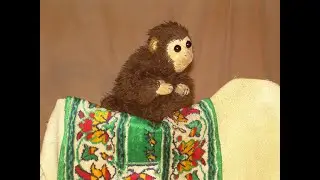 Das  fliegende Kamel Teaser