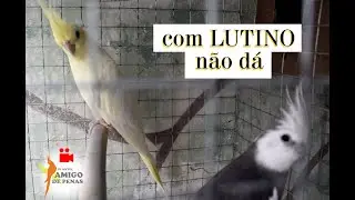 O LUTINO ATRAPALHA a regra do sexo ligado