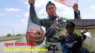 Mancing ‼️ di empang ini ikan nilanya babon babon 