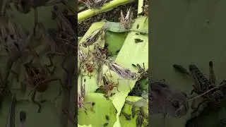 Watch My Grasshopper Nap 😴🦗 #SleepyPet