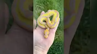 Banana Leopard Redstripe Clown #snake #snakevideo #ballpython