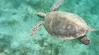 St  Thomas green sea turtle part 1