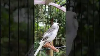 Canary Singing Bird Sounds