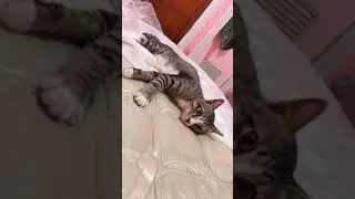 Kucing sakit Batu Ginjal/ susah kencing