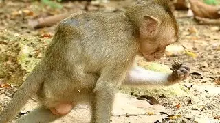 Poor Monkey Baby Janna O Hungry | News Baby Monkey