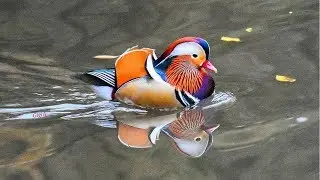It's back: NYC's rare Mandarin duck makes grand return to Central Park