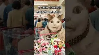 Тот самый праздник #fun #cat #жиза #memes #буиспугался #новыйгод #happy #магазин