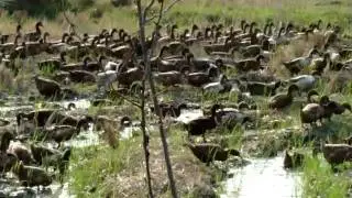 Herding Ducks in a Rice Paddy in Thailand