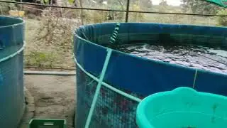 fish farming