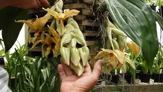 Stanhopea oculata (species)