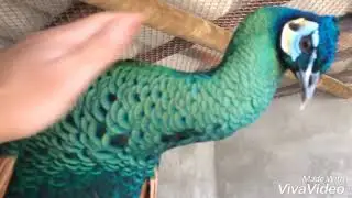 Pavao verde Java
