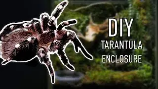 DIY let&rsquo;s make a tarantula terrarium enclosure setup