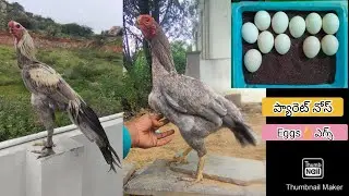 Parrot Beak Long Tail Eggs | 7036167310 | Video 2680 | Rythu Market 2