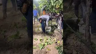Napa Valley Wine Correspondent - Night Harvest Arcadia Vineyards -  Napa Valley Wine Academy