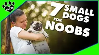 Top 7 Best Small Dog Breeds for First Time Owners - Dogs 101