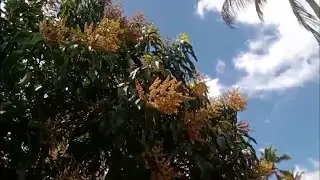 Começou a safra de manga 