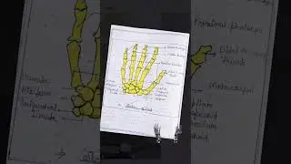 #sciencelover🥰#diagram#Skeleton of Hand#anatomy