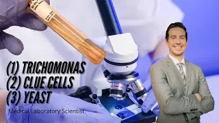 Microscopy: Yeast Wet Mount Slide