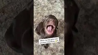 INSTANT REGRET! Chocolate Lab Puppy 🐶 🐾 back talks 🤣 #shorts