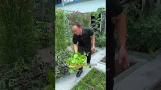 Raising chickens and growing vegetables on the roof makes you feel like you have a good harvest The