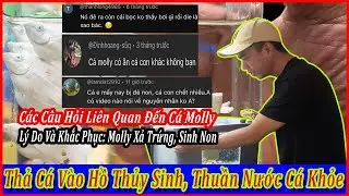 Thả cá molly vào hồ thủy sinh đơn giản cá khỏe, lý do chủ yếu molly xả trứng và sinh non |DLB Vlog