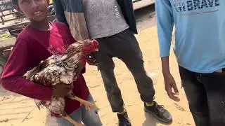 TUNGWALI BAKRI TE ASEEL MURGA DI MANDI  #aseelmurgalover #tungwalimandi #tungwali