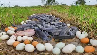 Huge Catfish + Hundreds of Eggs = CRAZY Discovery!