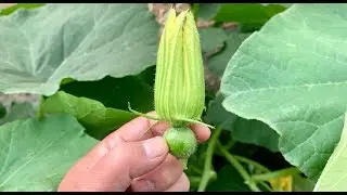 カボチャ 2本仕立て栽培 子蔓の芽欠きと摘果作業 pumpkin 19/5/19