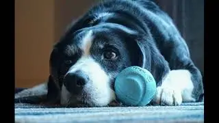 THE DOGNAPPING
