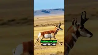 🏃&zwj;♂️ Pronghorn Antelope: Speeding at 55 mph! 🏞️ #SpeedyAnimals #animals #shorts #shortvideo