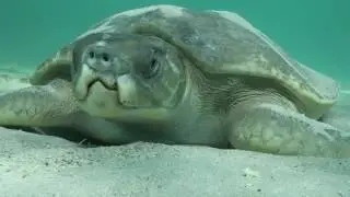 Flatback turtle (Natator depressus) resting on sea bed, Western Australia.