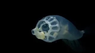 The Crystal Predator: The Transparent Precision of Abylopsis tetragona