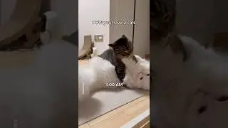 A day in the life of my cats😸😾 #shorts #cat #funny