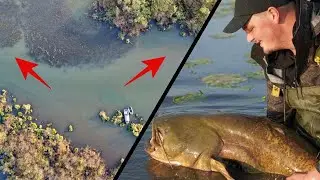 Der ultimative Waller-Hotspot: Fange 5+ Fische garantiert!