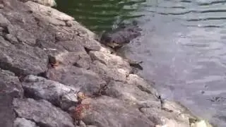 Lagarto...o cocodrilo??? en el Parque Tom&aacute;s Garrido, Villahermosa.
