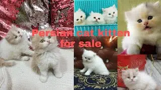 Bicolor van Persian cat kitten for sale in mumbai  |grooming |delivery all over India |#persiancat