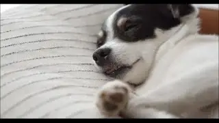 Jack Russell &bull; My Favorite Dog | Energetic, Funny & Loyal Companion