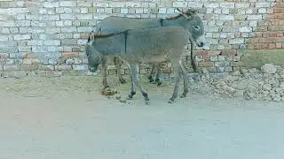 Donkeys mating #animals #mating #fyp #viral#wildlife 